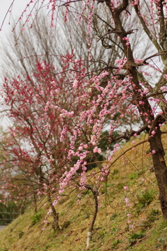 冠梅園