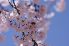 親子で花見散歩