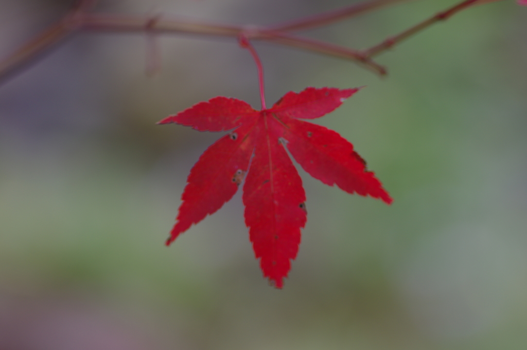 親子で紅葉狩り