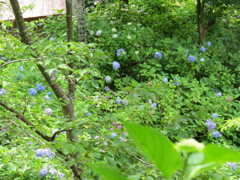 果子乃季 あじさい園 別感性から