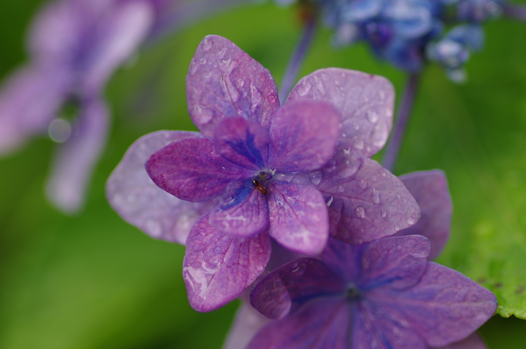雨上がり紫陽花