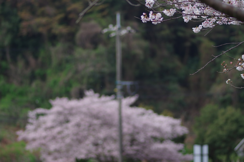 雨上がり一人でお花見