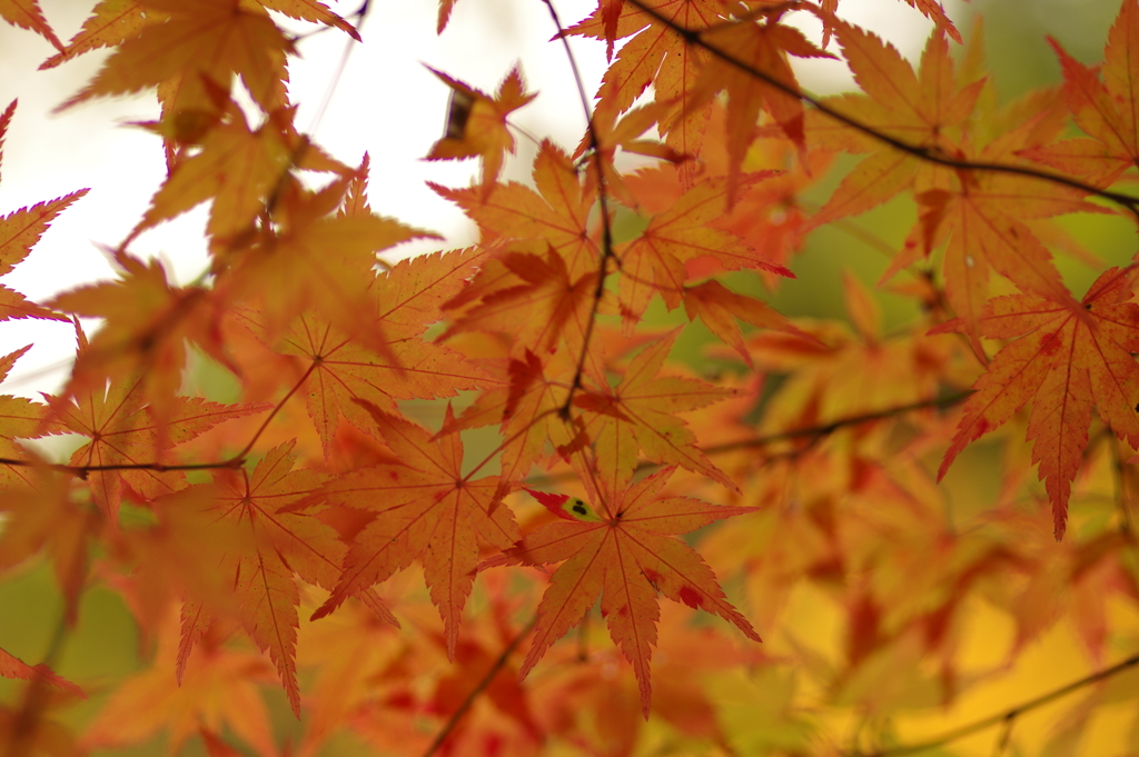 紅葉狩り２０２１