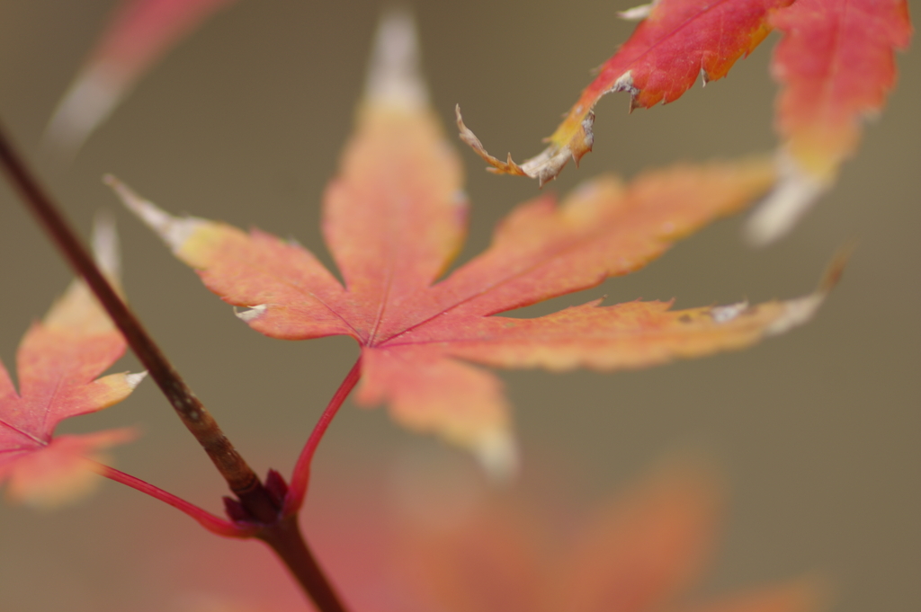 実家庭の紅葉