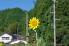 季節外れの向日葵畑