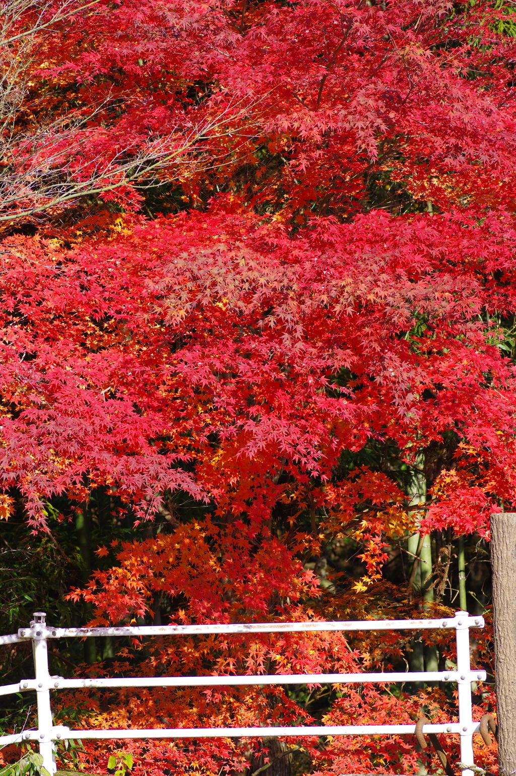 寂地峡２０１７