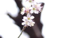 庭の桜