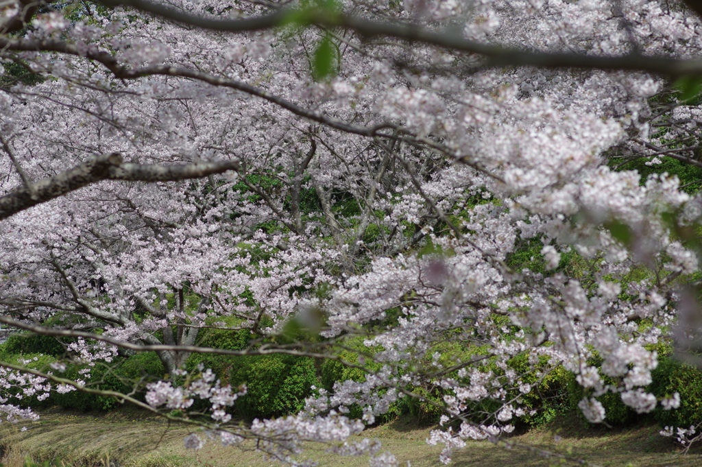 今年の桜は見頃が撮れず