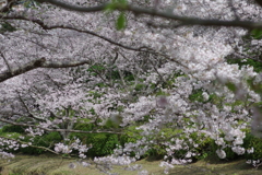 今年の桜は見頃が撮れず