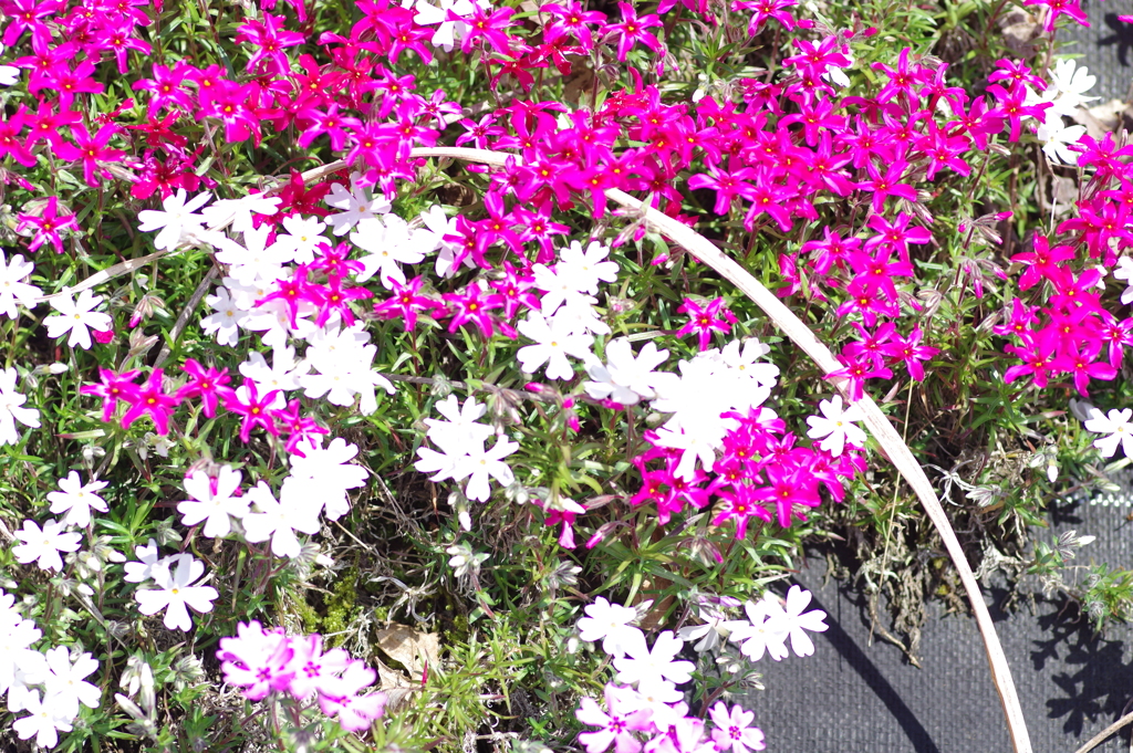 大道理の芝桜
