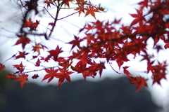 ようやく色づいた庭紅葉
