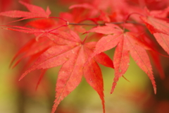 紅葉狩り２０２１