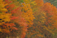 夫婦で紅葉狩り