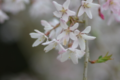 今年の桜は見頃が撮れず