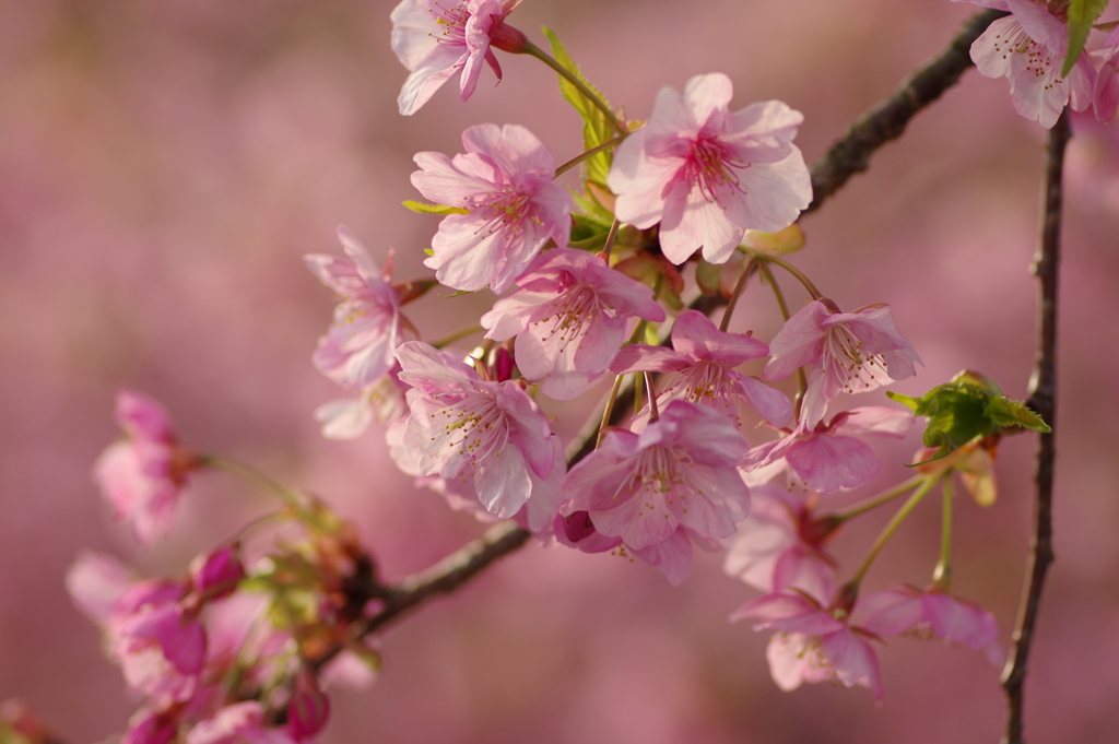 河津桜2020