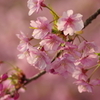 河津桜2020