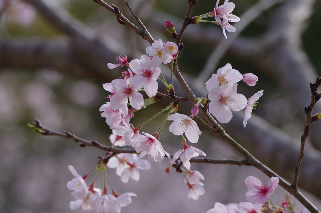 サクラサク別日