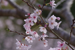 サクラサク別日