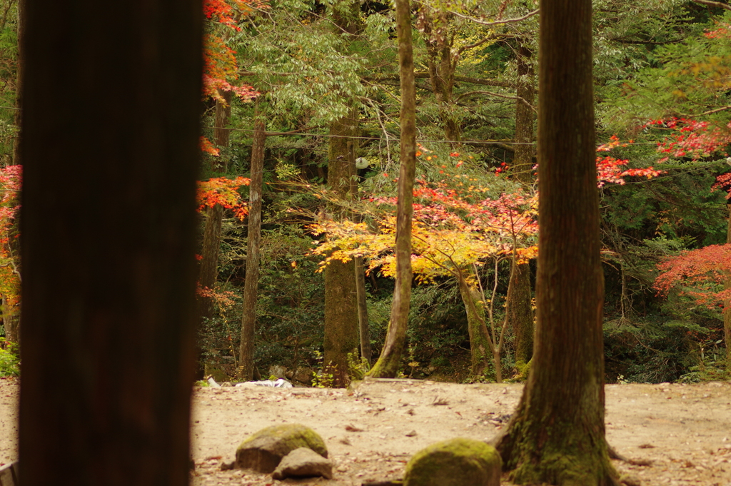 紅葉狩り２０２１