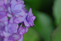 次々開花する紫陽花