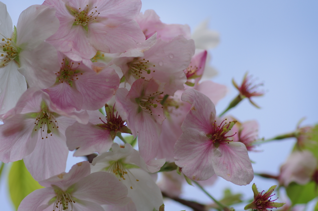 雨上がり一人でお花見