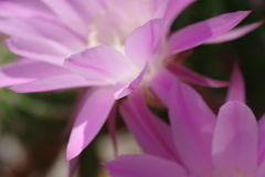 第２次サボテン花