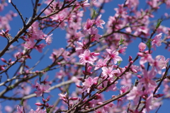 いつもの花見スポットで