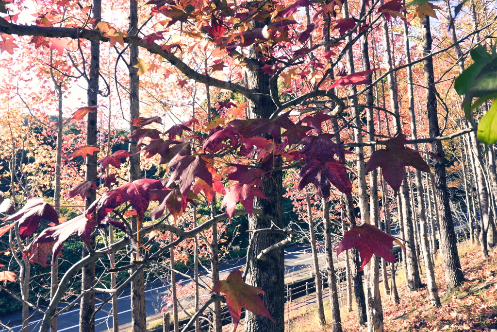 スポーツ公園内でウォーキング撮影