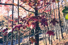 スポーツ公園内でウォーキング撮影