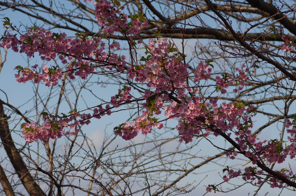 河津桜2020