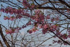 河津桜2020