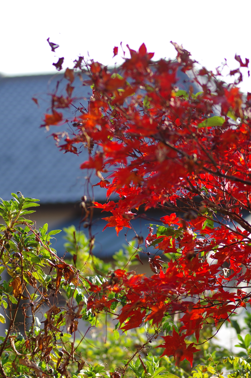伊藤公記念公園の紅葉