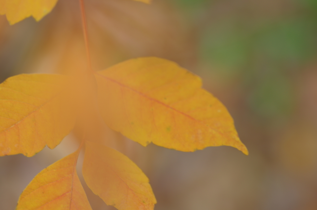 カメラ２台を抱えて紅葉終わり