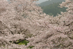 雨上がりお花見2021