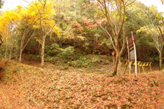 紅葉狩り２０２１