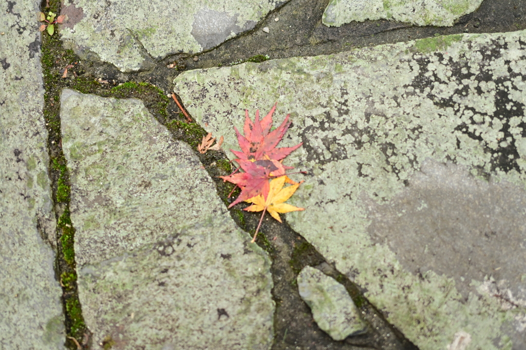 夫婦で紅葉狩り