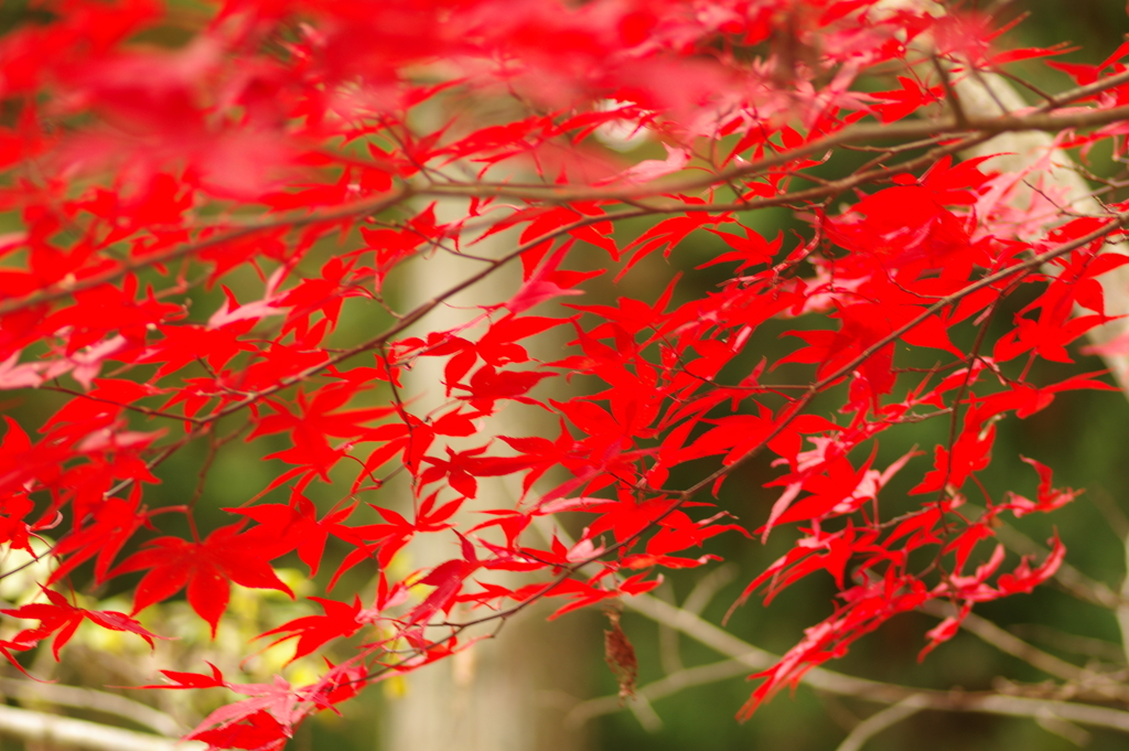 紅葉狩り２０２１