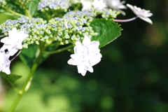 庭紫陽花