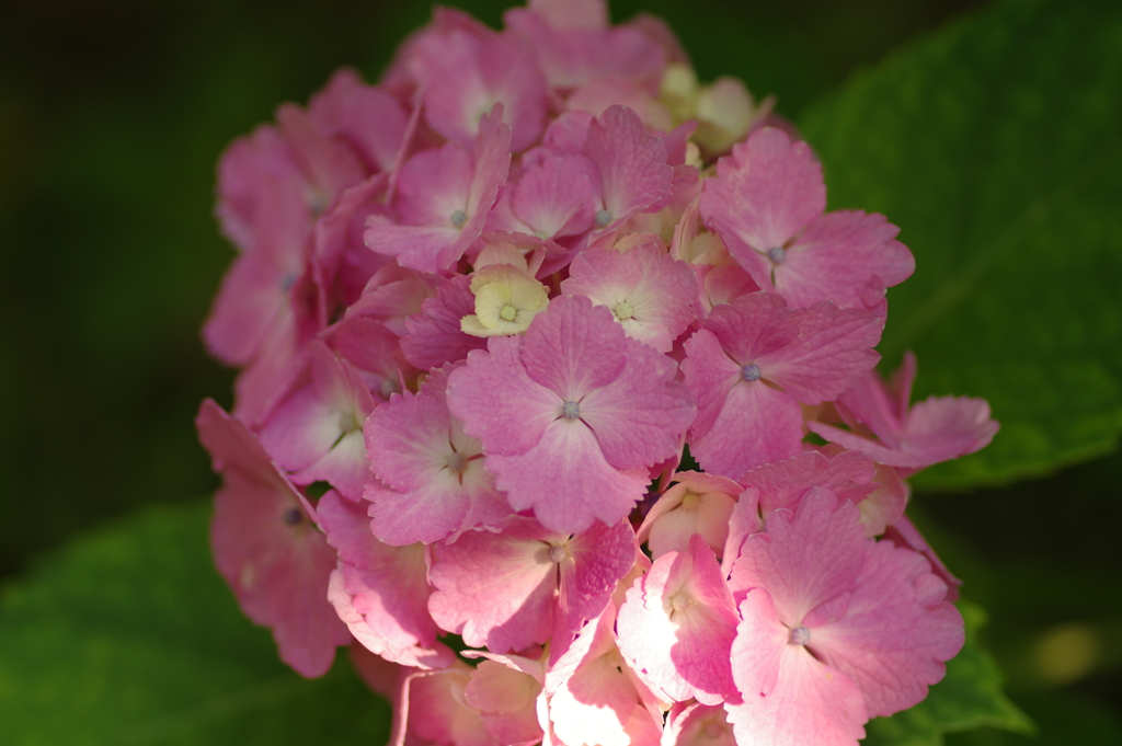 庭紫陽花
