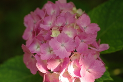庭紫陽花