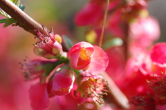 ひっそりと咲いていた木瓜の花