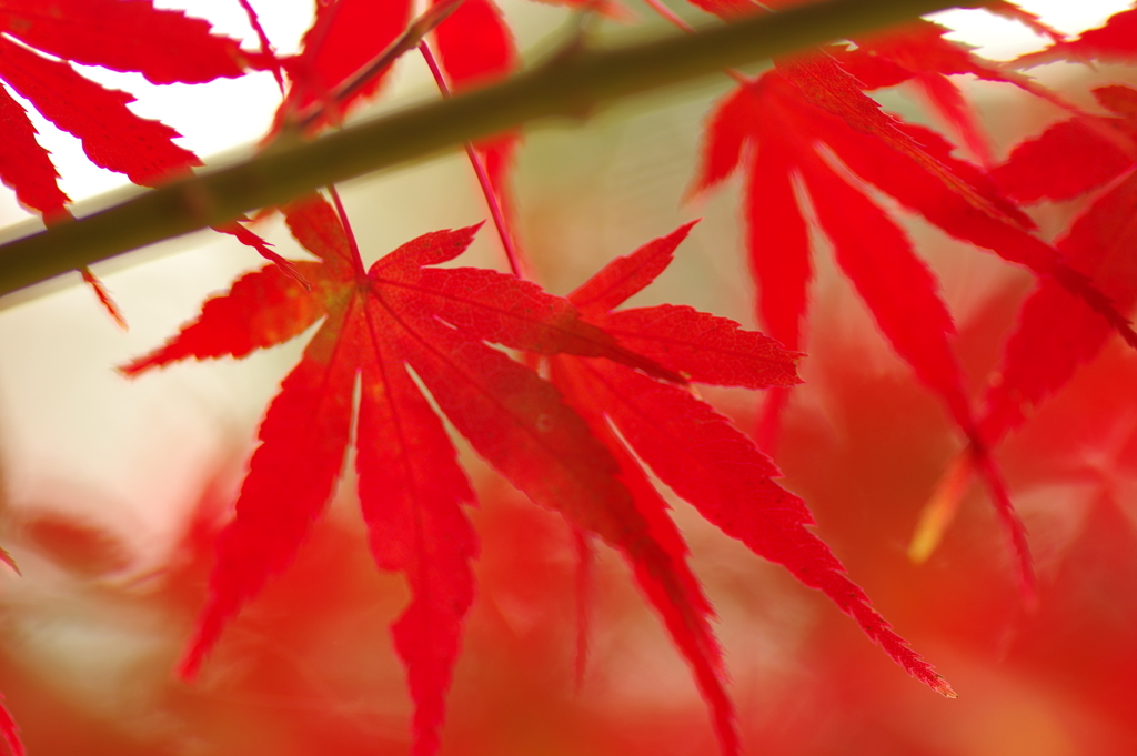 紅葉狩り2019