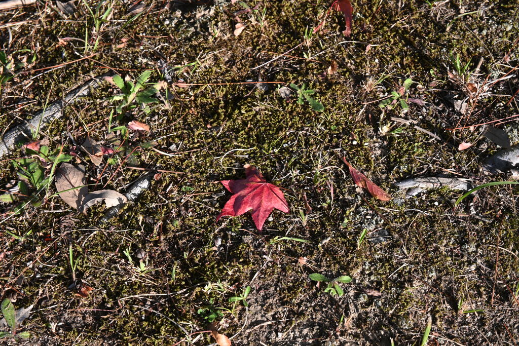 初めての一眼と紅葉W