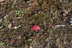 初めての一眼と紅葉W