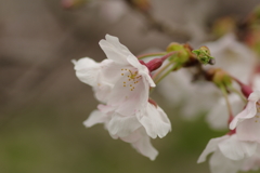 花見はカメラで