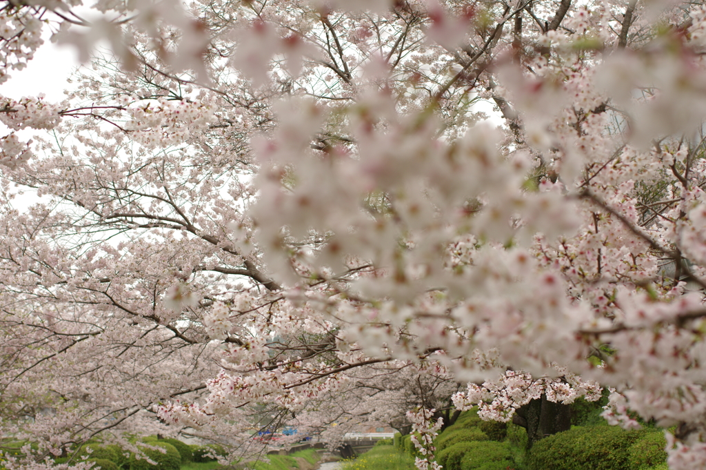 雨上がりお花見2021