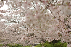 雨上がりお花見2021