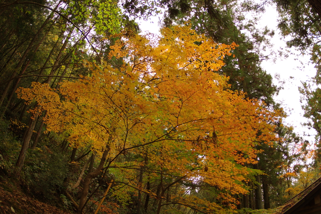 紅葉狩り２０２１