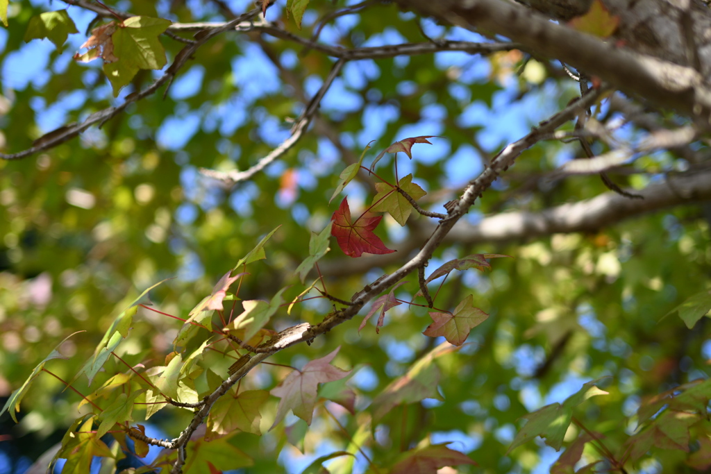 初めての一眼と紅葉W