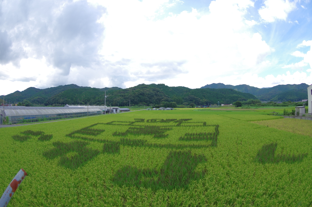 田んぼアート2022